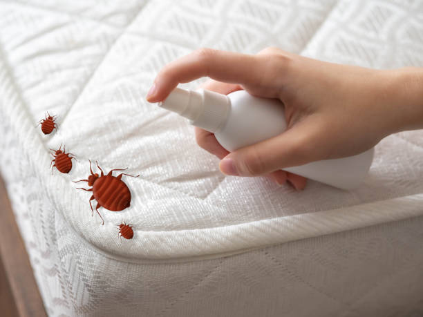 Best Termite Control Services  in Iyanbito, NM