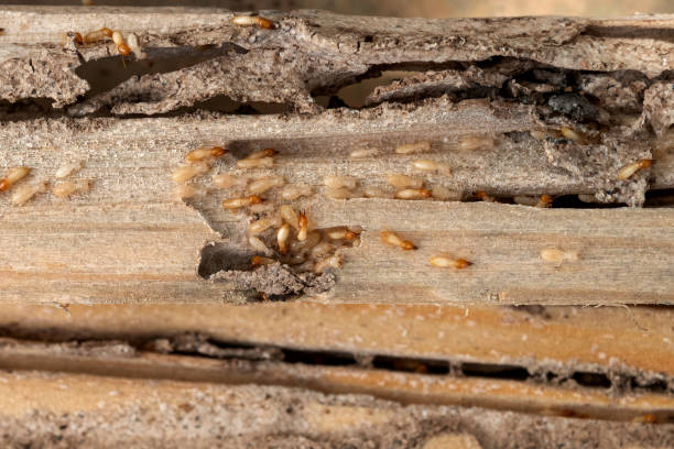Professional Pest Control in Iyanbito, NM
