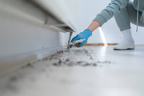 Best Affordable Pest Control Services  in Iyanbito, NM